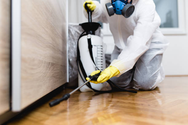 Best Wasp Removal Services  in Ansonia, CT